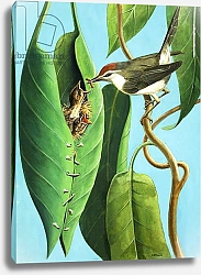 Постер Дэвис Р. (жив, дет) The Tailor Bird, 1970