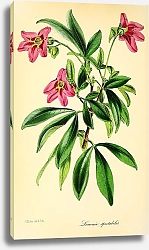 Постер Lemonia Spectabilis