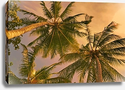 Постер Кокосовые пальмы в вечернем закате