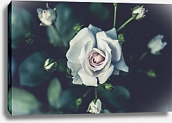 Постер Белая роза с бутонами в зеленых листьях