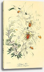 Постер Coelogyne Louri, Boronia tetragonia