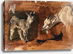 Постер Эндрюс Элифале Козы