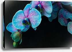 Постер Голубая с фиолетовым орхидея