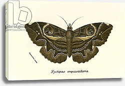 Постер Школа: Английская 19в. Butterflies 107