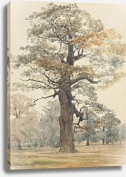 Постер Ричмонд Джеймс Дуб в Кеттлстоун-парке