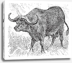 Постер African buffalo or Syncerus caffer, buffalo, vintage engraving.