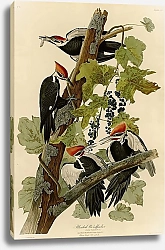 Постер Pileated Woodpecker