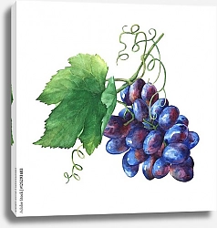 Постер Гроздь черного свежего винограда