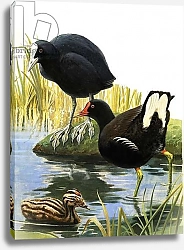 Постер Дэвис Р. (жив, дет) Birds of our Lakes and Rivers: Coot and Moorhen