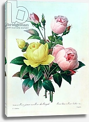 Постер Редюти Пьер Rosa Lutea and Rosa Indica, from 'Les Choix des Plus Belles Fleurs', 1827