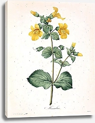 Постер Мимулюс жёлтый