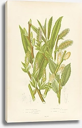 Постер Silky Leaved Osier, Long Leaved Sallow, Ferruginous s., Common s.
