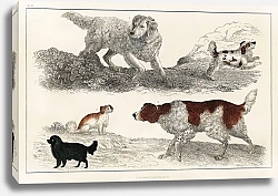 Постер Стая энергичных собак и игривых щенков