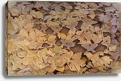 Постер Тайер Эббот Медноголовая змея на опавших листьях, исследование для книги 