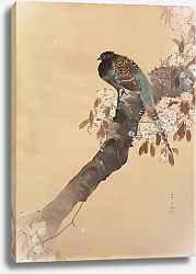 Постер Косон Охара Pheasant on cherry blossom branch