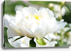 Постер Цветущий белый пион в саду №3