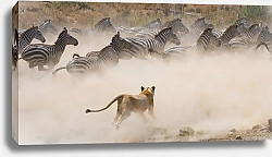 Постер Львица нападает на зебр. Национальный парк Серенгети, Танзания 2