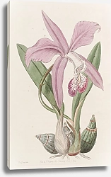 Постер Эдвардс Сиденем The May-flower Laelia
