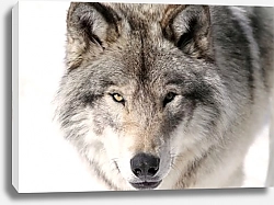 Постер Серый волк, портрет