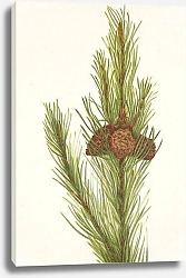 Постер Уолкотт Мари Сосна обыкновенная. Pinus contorta murrayana