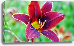 Постер Мокрая красно-желтая лилия в саду