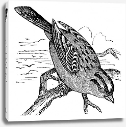 Постер White-crowned Sparrow (Zonotrichia leucophrys), vintage engraving