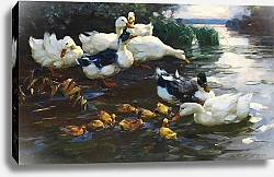 Постер Кестер Александр Утки с птенцами в воде