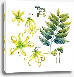 Постер Набор акварельных иланг-иланг