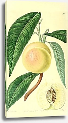 Постер Белый нектарин