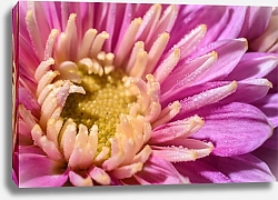 Постер Розовые лепестки цветка с каплями росы, макро