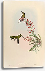 Постер Campylopterus Roberti