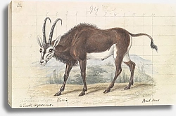 Постер Смит Чарльз Гамильтон Sable Antelope
