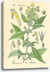 Постер Labiatae, Galeopsis speciosa Miller