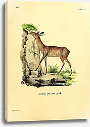 Постер Карликовая антилопа