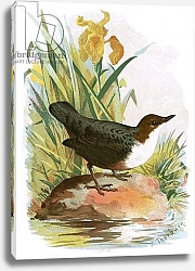 Постер Школа: Английская 20в. Dipper 3