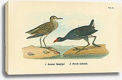 Постер Pectoral Sandpiper, Florida Gallinule 1