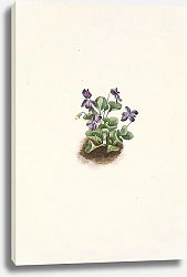 Постер Уолкотт Мари Purple Mountain Violet. Viola adunca