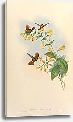 Постер Lophornis Regulus
