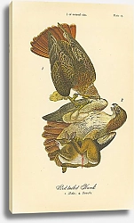 Постер Red-tailed Hawk 1