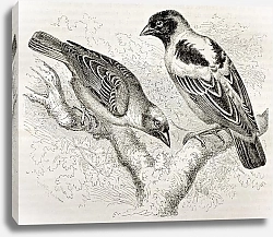 Постер Ruppell Weaver (Ploceus galbula) and Heuglin Masked Weaver (Ploceus heuglini). Created by Kretschmer