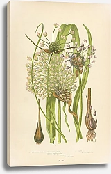 Постер Flowering Great Round Headed Garlic, Sand g., Streaked Field g.