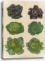 Постер Бенари Эрнст Cabbages