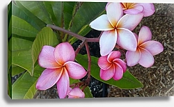 Постер Цветы Гавайских островов