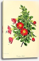 Постер Cantua bicolor