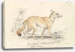 Постер Смит Чарльз Гамильтон Pale Dog Fox
