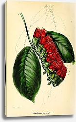 Постер Combretum Grandiflorum