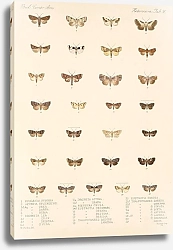 Постер Годман Фредерик Insecta Lepidoptera-Heterocera Pl 095