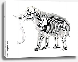 Постер Скелет слона