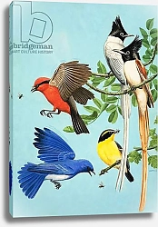 Постер Дэвис Р. (жив, дет) Brightly Coloured Birds