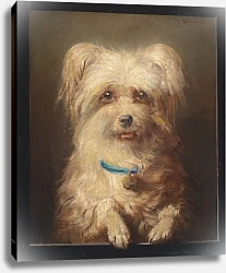 Постер Райхерт Карл Карликовый грифон